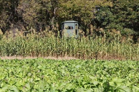 Deer Habitat, Food Plots For Deer, Deer Food, Deer Feeders, Food Plot, Types Of Hunting, Seed Germination, Top Soil, Whitetail Deer