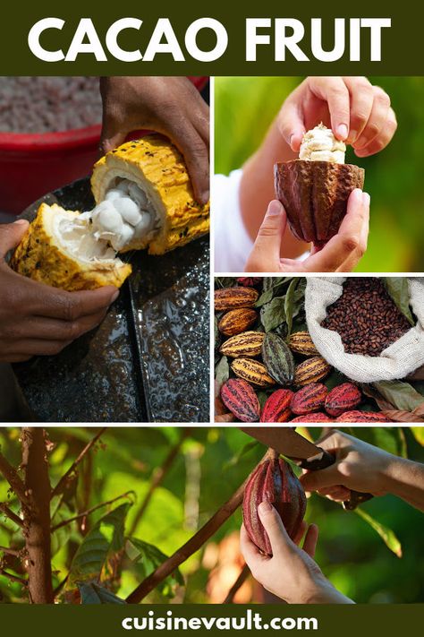 Cacao Fruit Recipes, Cocoa Products, Chocolate School, Cocoa Tree, Cocoa Fruit, Cacao Benefits, Cacao Fruit, Cacao Ceremony, Chocolate Tree