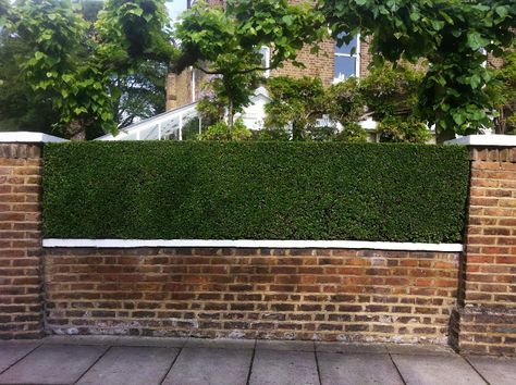 The privet hedges at the front of the property are a prominent feature, pruned once a fortnight to encourage tiny foliage and an elegance not normally associated with privet hedging. Raworth Gardens, UK Buxus Hedge, Front Yard Hedges, Hedge Ideas, Brick Wall Gardens, Hedge Wall, Garden Hedges, Artificial Hedges, Brick Fence, Garden Design Layout