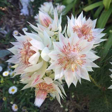 SERRURIA FLORIDA 'BLUSHING BRIDE'   Protea 'Blushing Bride' Fynbos Garden, Blushing Bride Flower, Protea Garden, Blushing Bride Protea, Australian Native Garden, Australian Wildflowers, Bride Flower, Protea Flower, Australian Flowers