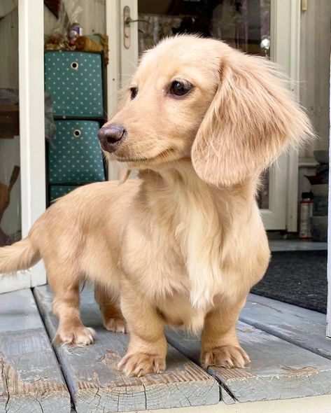 Long Haired Dauchsands, Long Hair Duchound, English Daschund, Dashund Puppy Long Hair, Golden Retriever Dachshund, Golden Dachshund, Blonde Dachshund, Long Hair Dachshund, White Dachshund