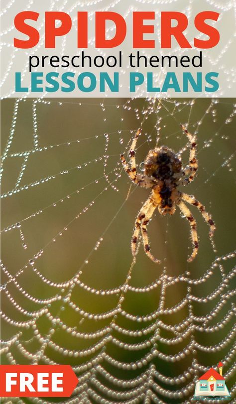 Try these free spider lesson plans for preschoolers. These free preschool lesson plans feature 16+ activities to teach about spiders. These spider themed lesson plans for preschoolers include all the core subjects. Teach younger children about the interesting life of spiders and their webs with these free spider lesson plans for preschoolers. Spider Theme Preschool, Spider Facts For Kids, Spider Preschool, October Preschool Themes, Preschool Movement Activities, Free Preschool Lesson Plans, Spider Lessons, Spiders Preschool, Themed Lesson Plans