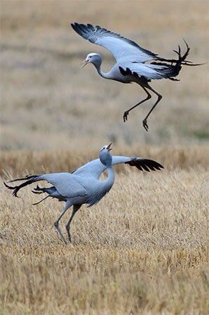 Blue Crane Bird, South African Animals, South African Birds, Blue Crane, Tattoo Lion, Trendy Tattoo, Crane Bird, Rare Animals, Airbrush Art