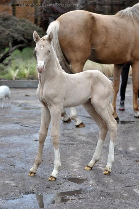 Baby Horses, Horse Foal, Horse Markings, Akhal Teke Horses, Baby Horse, Palomino Horse, Most Beautiful Horses, Most Beautiful Animals, Dressage Horses