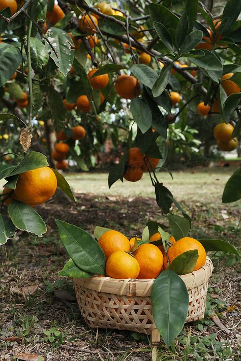 Basket of fresh picked satsuma mandarin oranges under a tree in a Florida backyard during winter. Orange Garden, Orange Trees, Orange Picking, Picking Oranges, Florida Farm, Orange Basket, Orange Orchard, Orange Trees Aesthetic, Citrus Orchard