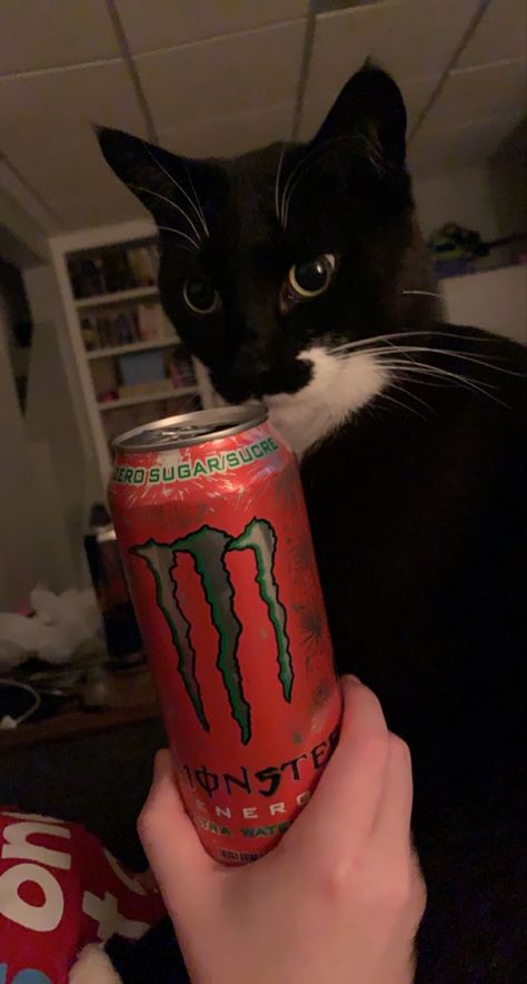 Watermelon Monster, Cute Tuxedo, Cat Tuxedo, Cat Monster, Monster Room, Best Friend Questions, Monster Crafts, Monster Energy Drink, Iphone Wallpaper Kawaii