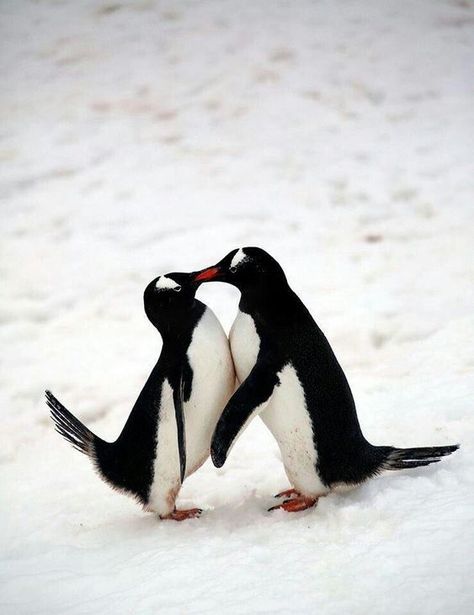 Penguin Love, Cute Penguins, Wild Life, Sweet Animals, Animal Planet, 귀여운 동물, Animals Friends, 그림 그리기, Beautiful Creatures