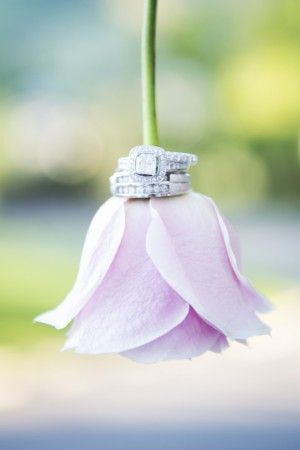 blush rose and wedding rings ~ Two One Photography Ring Photography, Wedding Picture Poses, Wedding Photography Styles, Foto Tips, Wedding Photography Poses, Wedding Shots, Blush Roses, Blush Wedding, Wedding Pics