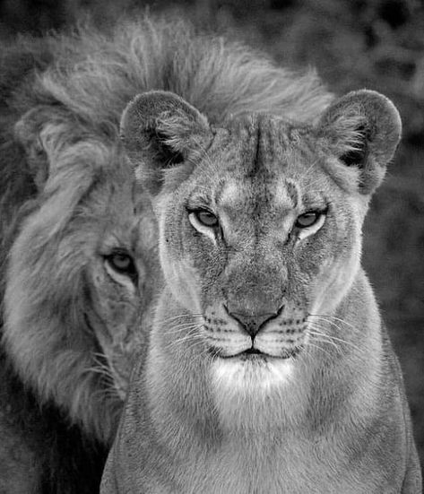 Australia, Lion Photography, Lion Images, Lion Pictures, Animal Print, Lion, Free Delivery, Black And White, Canvas