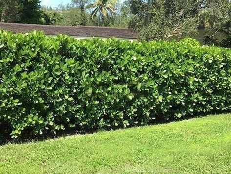 Clusia Hedge Landscaping Ideas, Florida Privacy Landscaping, Clusia Landscaping Ideas, Juniper Hedge, Florida Privacy Hedge, Plant Fence Ideas Privacy Hedge, Flowering Hedges Privacy Screens, Florida Hedge Plants, Privacy Hedge Along Driveway