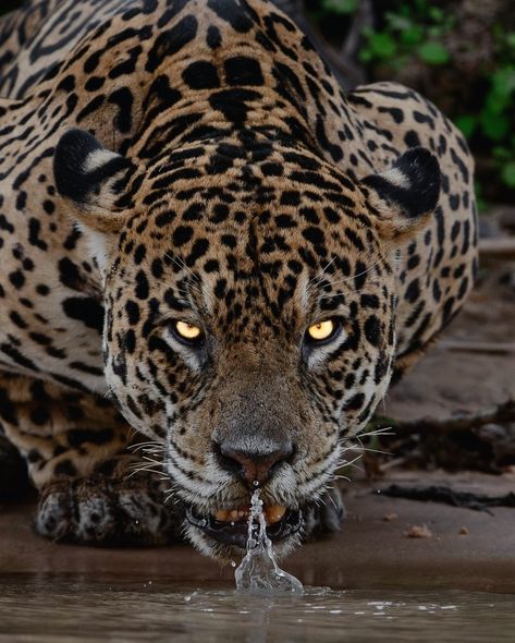 Jaguar, yaguarete, otorongo, Jaguares, Animal, Naturaleza, Brasil, Amazonas Jaguar Animal Aesthetic, Jaguar Eyes, Jaguar Aesthetic, Jaguar Drawing, Jaguar Pictures, Jaguar Cat, Jaguar Art, Jaguar Wallpaper, Jaguar Tattoo