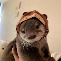 Otters Cute, Cute Ferrets, Cute Animals Puppies, Baby Animals Pictures, Super Cute Animals, Pretty Animals, Cute Animals Images, Silly Animals, Fluffy Animals