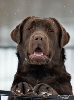 Overlook Mountain Labradors | AKC English Labradors for service, family, field and show.********* Chocolate English Lab, English Chocolate Lab, English Labrador Retriever, Chocolate Labradors, Labrador Retriever Training, English Lab, English Labrador, Brown Labrador, Chocolate Lab Puppies