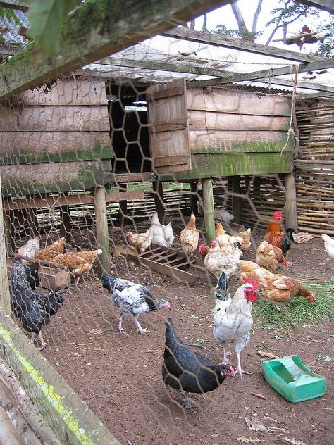 Chicken Rearing, Reban Ayam, Poultry Farm Design, Backyard Coop, Chicken Images, Backyard Chicken Coop Plans, Poultry House, Urban Chickens, Backyard Chicken Farming