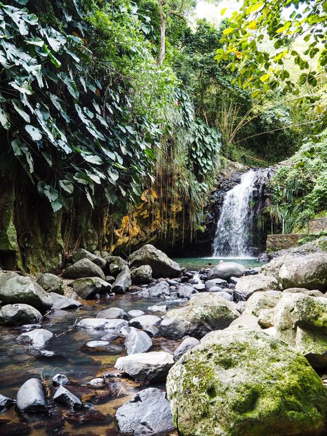 Annandale Falls Grenada • An easy excursion from St George's cruise port Grenada Aesthetic, Jungle Hike, Spice Garden, Saint George's, Waterfall Hikes, Senior Trip, River Falls, Cruise Port, Natural Pool