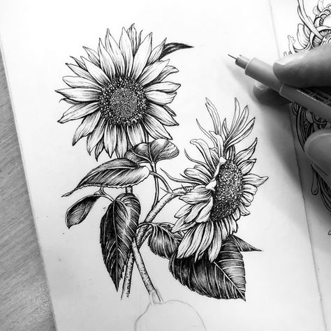 Tim on Instagram: “Sunflower study 🌻 #sunflower #flowerdrawing #moleskineart #micronpen #inkonpaper #penandinkdrawing #botanicalillustration” Sunflower Sketches, Sunflower Illustration, Club Tattoo, Tattoos Unique, Sunflower Drawing, Moleskine Art, Thigh Tattoos, Sunflower Tattoos, Flower Art Drawing