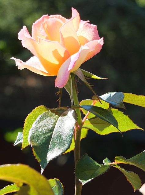 'Hamilton Gardens Rose' | Hybrid Tea Rose. Samuel Darragh McGredy IV, 2007 | © Patricia Manhire Hybrid Tea Roses Garden, Watercolour Reference, Hybrid Tea Roses Care, Hamilton Gardens, Roses Garden Care, Hybrid Tea Rose, Rose Vase, Growing Roses, Hybrid Tea Roses