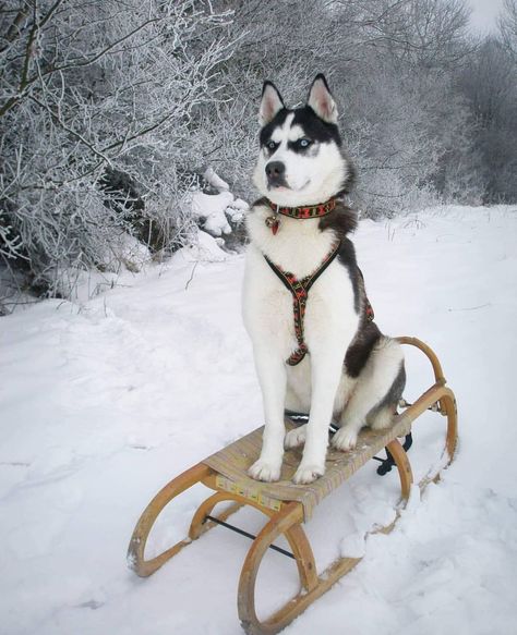 Huskies Sled, Sled Dog, Husky Funny, Fur Trade, Husky Lover, Winter Is Here, Cute Dogs And Puppies, Dog Sledding, Winter Art