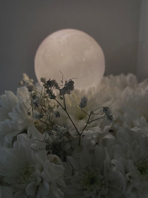 Moon flower Moon Flower, Moon, Flowers, White