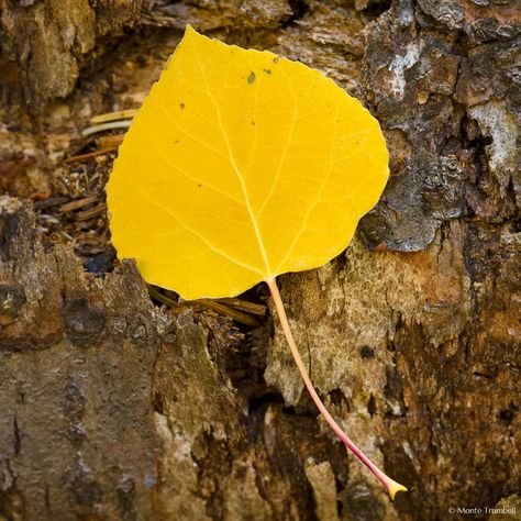 Golden Aspen Leaf on Bark Steamboat Springs Colorado, Pressed Botanicals, Fallen Series, Aspen Leaf, Fallen Tree, Leaf Drawing, Call Art, Steamboat Springs, Closer To Nature