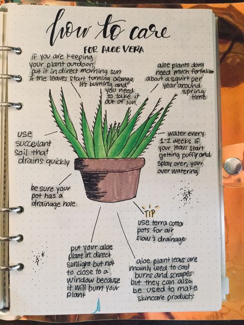 Care For Aloe Vera Plant, Garden Journal Template, Aloe Plant Care, Spiritual Journaling, Aloe Vera Care, Plant Notes, Bullet Journal Page, نباتات منزلية, Plant Journal