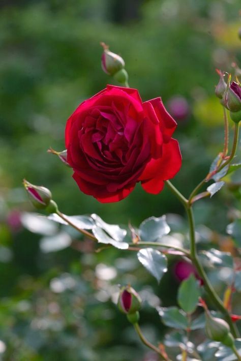 🙏🙏🙏 still praying 🙏🙏🙏 Flower Backyard, Truck Garden, Rose Foto, Tout Rose, Rose Flower Pictures, Fragrant Garden, China Rose, Alpine Plants, Rose Flower Wallpaper