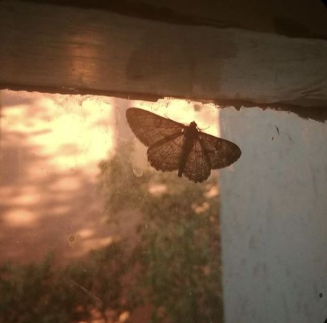 فن الرسم بالمسامير, Fotografi Vintage, Photo Vintage, Cinematic Photography, Life Is Strange, Nature Aesthetic, Pretty Pictures, Moth, Summer Vibes