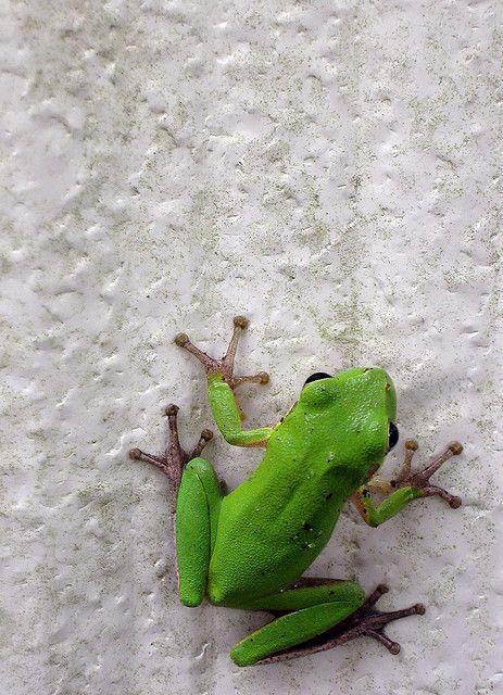 Lawson's favorite animal at the moment. American Green Tree Frog, Colorful Frogs, Green Tree Frog, Tree Frog, Green Frog, Green Tree, Watch Video, Frogs, Green