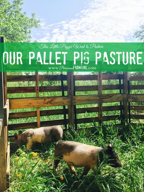 This little piggie went to pasture. Thanks to our new Pallet Pig Fence! Oh, my goodness. I’ve lost my mind. I love pigs.  #pigs #homesteading #pasture Pig Fencing, Pig Pasture, Pig Fence, Build Fence, Pig Shelter, Parisienne Farmgirl, Pastured Pigs, Pig Breeds, Raising Pigs