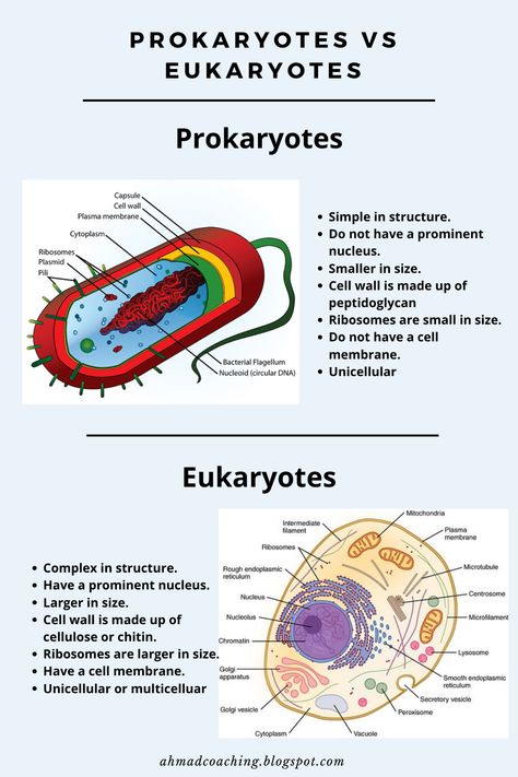 Difference Between Prokaryotic And Eukaryotic Cells, Vesicles Biology, Biology Notes Prokaryotes And Eukaryotes, Eukaryotes And Prokaryotes, Prokaryotic And Eukaryotic Cells Notes, How To Study Biology College, Cell Function And Structure, Cell Biology Notes College, How To Learn Biology