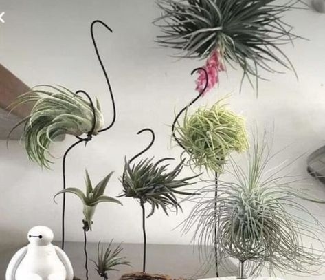 Air Plant Art, Air Plants Diy, Air Plants Decor, Plant Crafts, Air Plant Display, Deco Nature, Garden Art Sculptures Diy, House Plants Decor, Succulent Garden