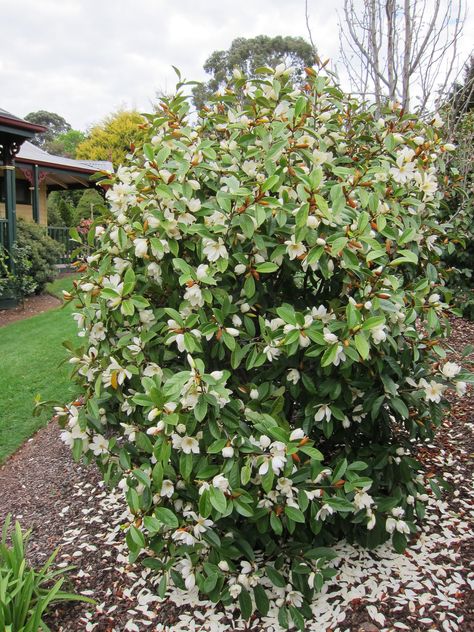 Fairy Magnolia 'Cream' Fairy Magnolia, Magnolia Tree Landscaping, Magnolia Shrub, Magnolia Bush, Flowering Hedge, Evergreen Magnolia, Bushes And Shrubs, Screen Plants, Hedging Plants