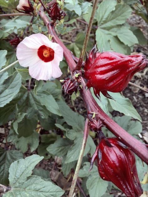 Growing Hibiscus, Hibiscus Sabdariffa, Medical Herbs, Fresh Cranberries, Food Garden, Seed Pods, Edible Garden, Garden Crafts, Hibiscus Flowers