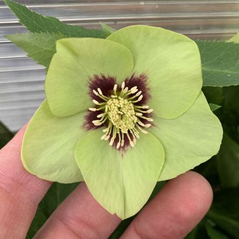 Helleborus 'Irish Luck' | Walters Gardens, Inc. Lenten Roses, Red Perennials, Irish Luck, Lenten Rose, Border Plants, Planting Roses, Perfect Plants, Mother Plant, Luck Of The Irish