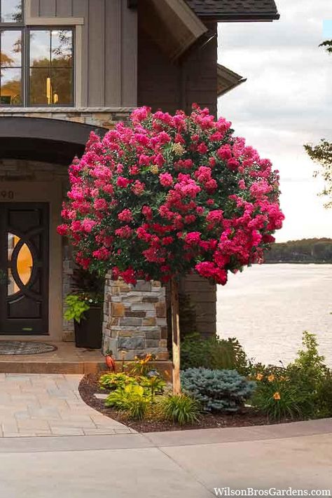 Crepe Myrtle Trees, Myrtle Tree, Topiary Tree, Foundation Planting, Crape Myrtle, Topiary Trees, Small Space Gardening, Fragrant Flowers, Landscaping Plants