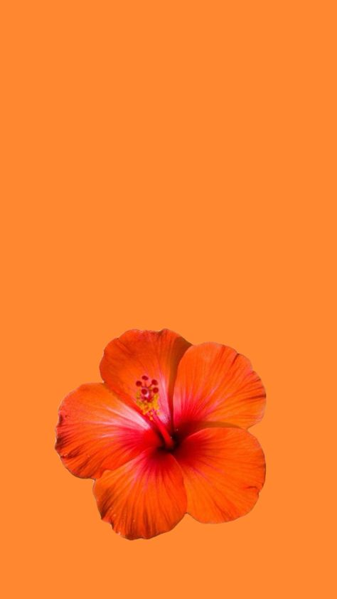 Image Aesthetic Orange, Orange Hibiscus Wallpaper, Hisbusic Flower Wallpaper, Orange Flowers Aesthetic Wallpaper, Orange Summer Wallpaper, Wallpaper Hibiscus Flower, Hibiscus Wallpaper Iphone, Hibiscus Flower Orange, Hibiscus Flower Background