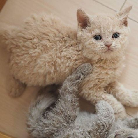 20 Poodle Cats That Are Too Cute For This World - I Can Has Cheezburger? Anjing Poodle, Curly Cat, Selkirk Rex, Kitty Pryde, World Cat, Image Chat, Cat Items, Poodle Puppy, Cat Funny