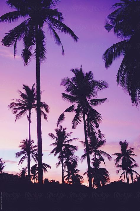 South Thailand, Palm Tree Pattern, Purple Sunset, Tree Pattern, Pattern Background, Palm Tree, Palm Trees, Thailand, Trees