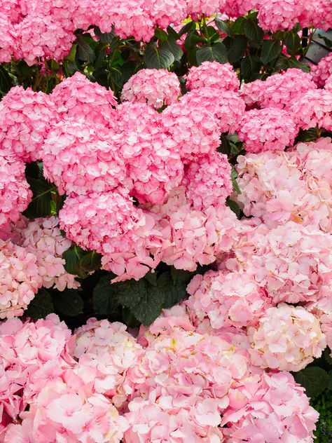 Pink hydrangeas Pink Hydrangea, Deco Floral, Romantic Art, Beautiful Blooms, Love Flowers, My Flower, Pretty Flowers, Fresh Flowers, Pink And White