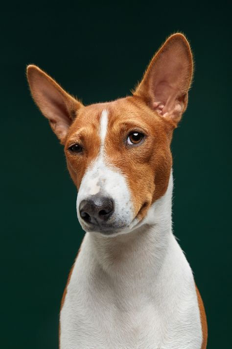 Sceptical Fiji, the Basenji by Alexander Khokhlov on Fstoppers Samoyed Puppy, Yorkshire Terrier Puppies, Dog Images, Dog Face, Dog Show, Drawing Tutorials, Dog Photography, Agra, Dog Portraits