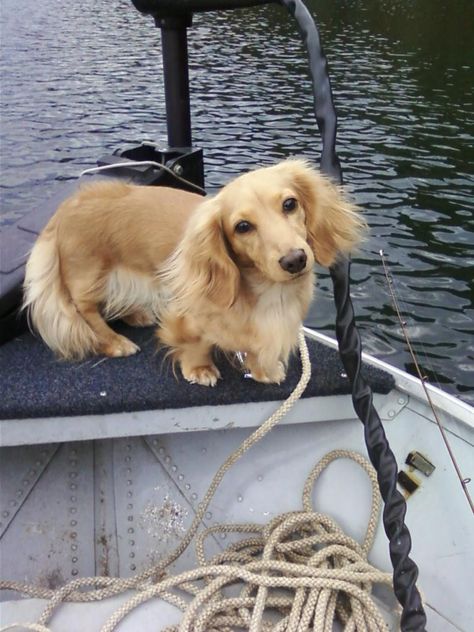 Fishing with Dad! Blonde Longhair Daschund, Blonde Long Haired Sausage Dog, Dashhound Long Haired, Blonde Wiener Dog, Blonde Dauchsands, Blonde Dashound, Longhair Dashhound, Duchhound Dog, Blonde Weiner Dog