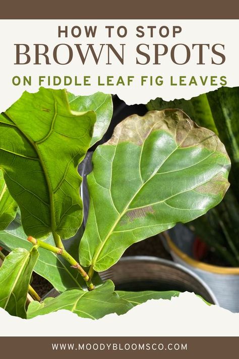 Fiddle Leave Fig Tree, Fiddle Leaf Tree Brown Spots, Plant Location In Home, Cleaning Fiddle Leaf Fig Leaves, Fig Plant Indoor Care, Fiddle Leaf Tree Care Brown Spots, Caring For Fiddle Leaf Fig, How To Care For Fig Leaf Plant, Fiddle Leaf Plant Care