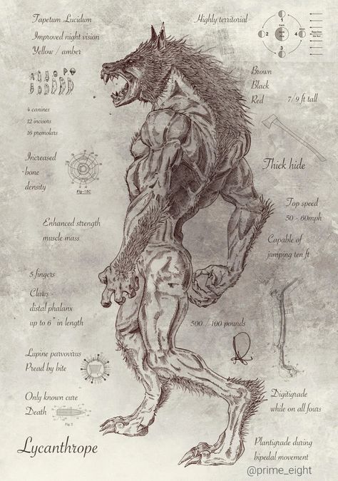 Lycanthrope - Imgur Creaturi Mitice, Werewolf Art, Vampires And Werewolves, 다크 판타지, Arte Obscura, Haiwan Peliharaan, Mythical Creatures Art, Mythological Creatures, A Wolf