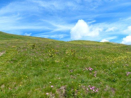 8,000+ Free Meadow Flowers & Meadow Photos - Pixabay Meadow Wallpaper, Flowers Meadow, Green Grass Field, Grassy Meadow, Mountain Meadow, Mountain Background, Sky Mountain, Flower Meadow, Mountain Getaway