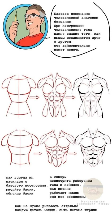 How To Draw Male Muscles, Male Anatomy Tutorial Step By Step, Muscle Torso Reference, How To Draw Torso Muscles, How To Draw The Male Body Anatomy, Human Anatomy Study Art, How To Draw Lady Muscles, Muscular Male Body Base Drawing, How To Draw A Muscular Man Step By Step