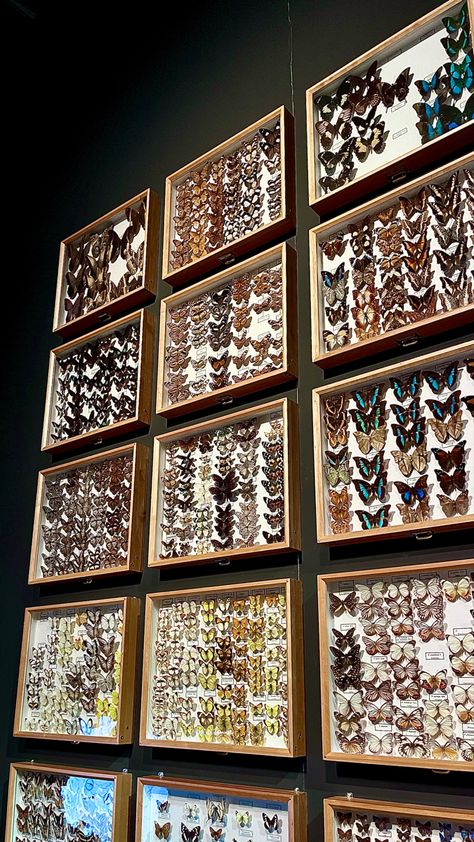 Entomology Aesthetic Wallpaper, Entomologist Aesthetic, Science Museum Aesthetic, Natural Science Aesthetic, Zoology Aesthetic, Insect Aesthetic, Entomology Aesthetic, Mounted Butterflies, Dead Butterfly