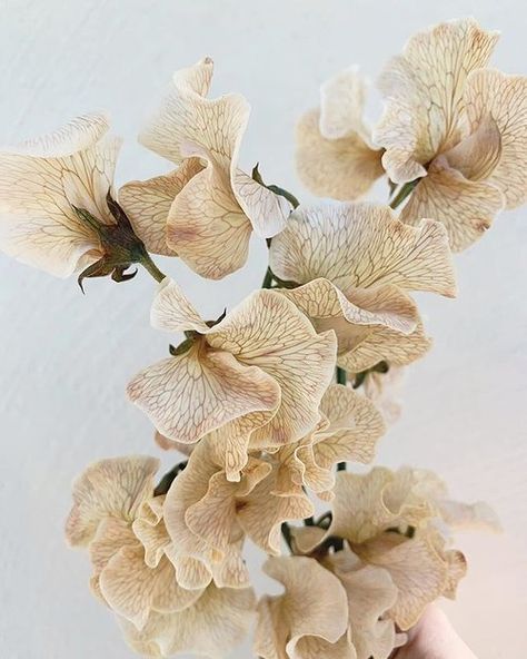 Sweet Pea Flowers Aesthetic, Bouquet Champetre, Sweet Pea Flowers, Wedding Aesthetics, Pea Flower, Chattanooga Tennessee, Cut Flower Garden, Sweet Peas, Types Of Flowers