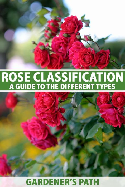 A close up vertical image of bright red roses growing in the garden pictured on a soft focus background. To the center and bottom of the frame is green and white printed text. Bonito, Bush Roses Shrubs, Different Kinds Of Roses, Types Of Roses Chart, Old Fashioned Roses, Tea Roses Garden, Types Of Rose Bushes, China Rose Flower, Kinds Of Roses