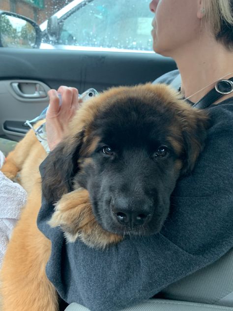 Pretty Dog Crate, Leonberger Dog Puppy, Dog Breeding Kennels Ideas, Dog Breeding Kennels, Leonberger Puppy, Big Dogs Breeds, Leonberger Dog, Biggest Dog In The World, Biggest Dog