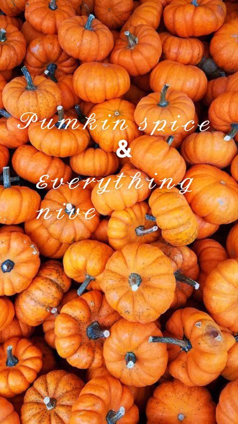 Images Of Pumpkins, Pumpkins And Gourds, Pumpkin Images, Cute Fall Wallpaper, Fall Background, Halloween Wallpaper Iphone, Orange Aesthetic, Tapeta Pro Iphone, Orange Wallpaper